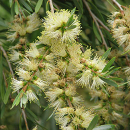 Bottlebrush, Yellow